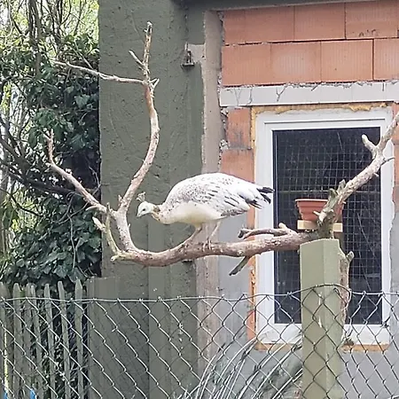 Maerchenhaft Urlauben Auf Dem Alpakahof Apartment