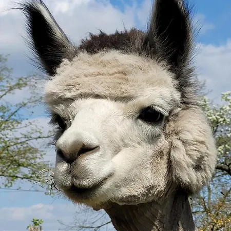 Apartment Maerchenhaft Urlauben Auf Dem Alpakahof *