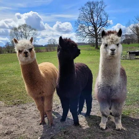 Maerchenhaft Urlauben Auf Dem Alpakahof * Rambow