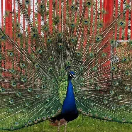 Maerchenhaft Urlauben Auf Dem Alpakahof Rambow