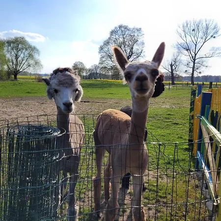 Maerchenhaft Urlauben Auf Dem Alpakahof * Rambow