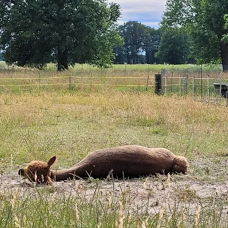 Maerchenhaft Urlauben Auf Dem Alpakahof Apartment *