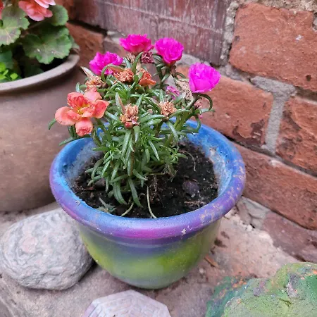 Maerchenhaft Urlauben Auf Dem Alpakahof Rambow