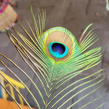 Maerchenhaft Urlauben Auf Dem Alpakahof Rambow