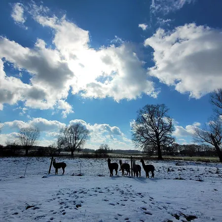 Maerchenhaft Urlauben Auf Dem Alpakahof Rambow