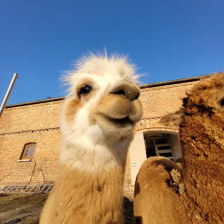 Maerchenhaft Urlauben Auf Dem Alpakahof *