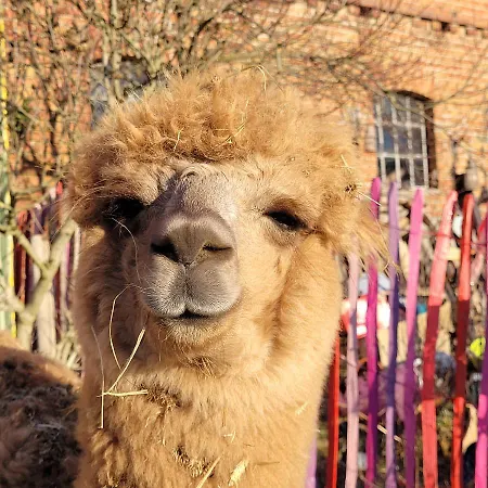 Maerchenhaft Urlauben Auf Dem Alpakahof Apartment Rambow