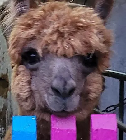 Maerchenhaft Urlauben Auf Dem Alpakahof Apartment