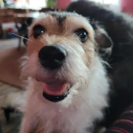 Maerchenhaft Urlauben Auf Dem Alpakahof * Rambow