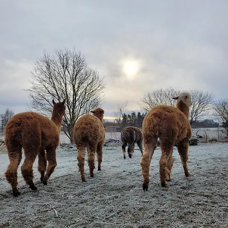 Maerchenhaft Urlauben Auf Dem Alpakahof Apartment *