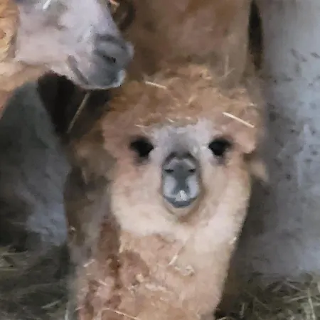 Maerchenhaft Urlauben Auf Dem Alpakahof Apartment Rambow