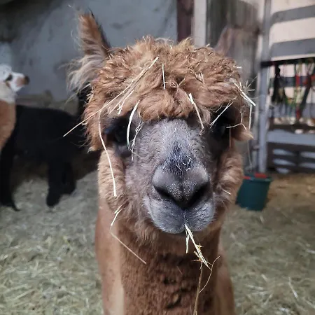 Maerchenhaft Urlauben Auf Dem Alpakahof Rambow