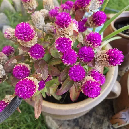 Maerchenhaft Urlauben Auf Dem Alpakahof Rambow