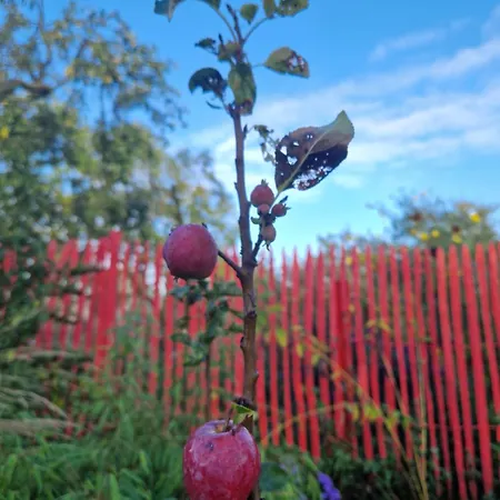 Maerchenhaft Urlauben Auf Dem Alpakahof Apartment *