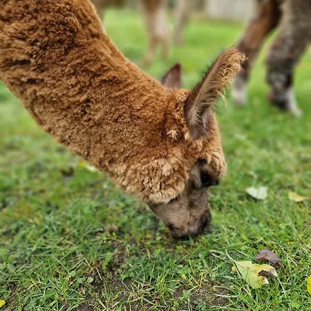 Apartment Maerchenhaft Urlauben Auf Dem Alpakahof