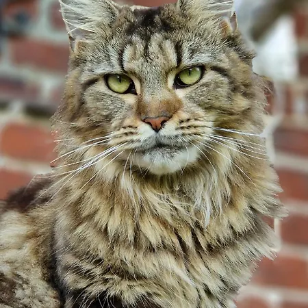 Maerchenhaft Urlauben Auf Dem Alpakahof *
