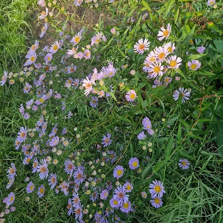 Maerchenhaft Urlauben Auf Dem Alpakahof Apartment *