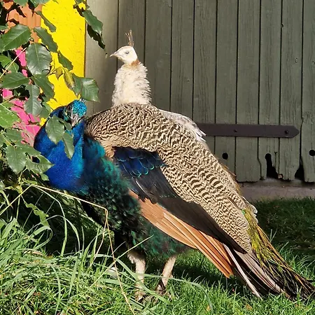 Apartment Maerchenhaft Urlauben Auf Dem Alpakahof *
