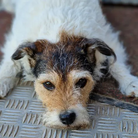 Maerchenhaft Urlauben Auf Dem Alpakahof Apartment *