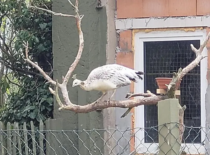 Maerchenhaft Urlauben Auf Dem Alpakahof Apartman