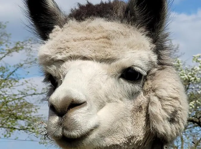 Apartman Maerchenhaft Urlauben Auf Dem Alpakahof *