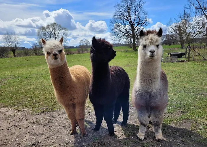 Maerchenhaft Urlauben Auf Dem Alpakahof * Rambow