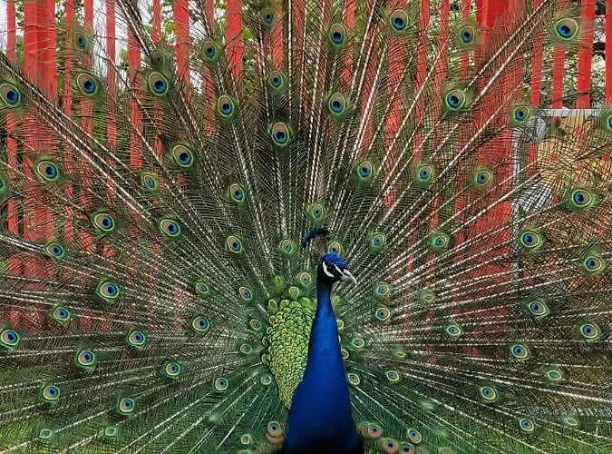 Maerchenhaft Urlauben Auf Dem Alpakahof Rambow