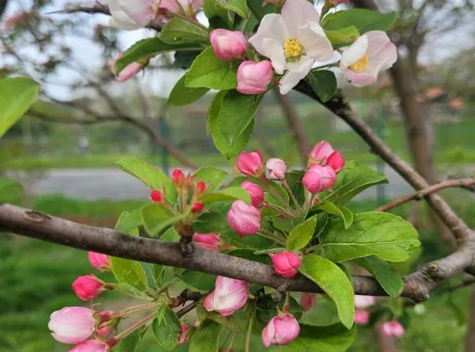 Apartman Maerchenhaft Urlauben Auf Dem Alpakahof *