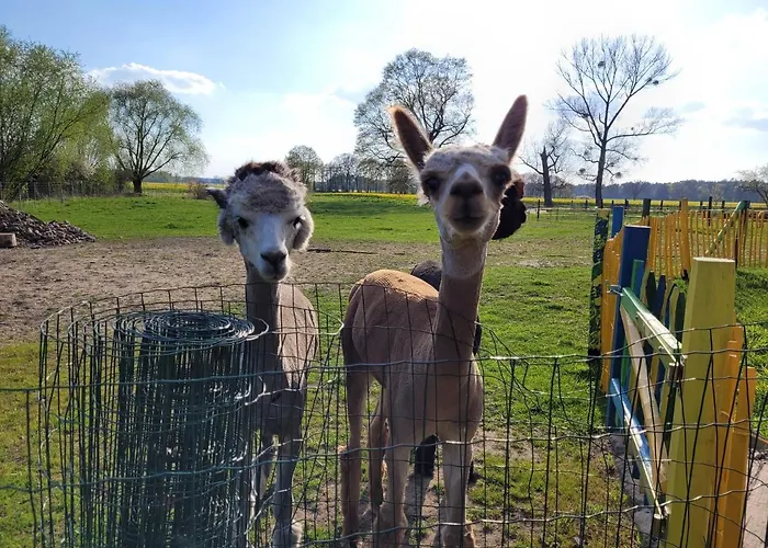 Maerchenhaft Urlauben Auf Dem Alpakahof * Rambow