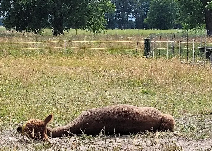 Maerchenhaft Urlauben Auf Dem Alpakahof Apartman *