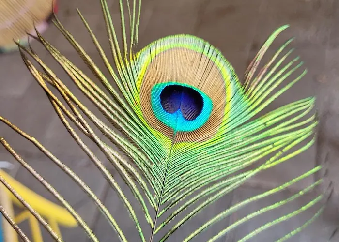 Maerchenhaft Urlauben Auf Dem Alpakahof Rambow