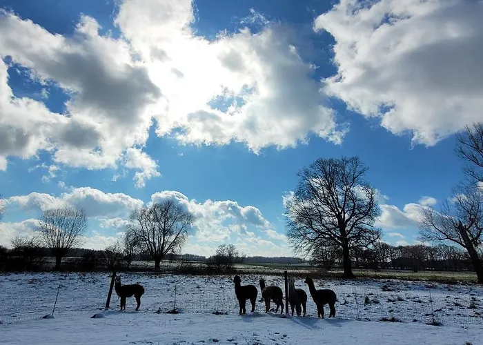 Maerchenhaft Urlauben Auf Dem Alpakahof Rambow