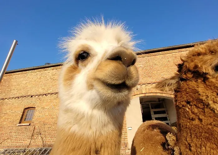 Maerchenhaft Urlauben Auf Dem Alpakahof *