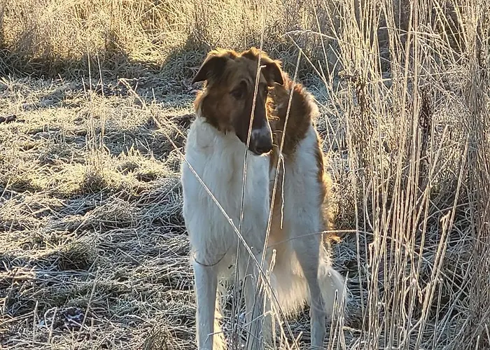 Maerchenhaft Urlauben Auf Dem Alpakahof Apartman
