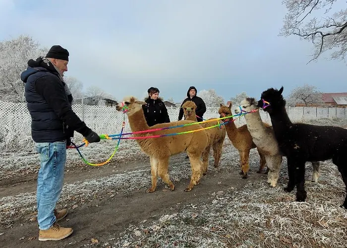 Maerchenhaft Urlauben Auf Dem Alpakahof Apartman