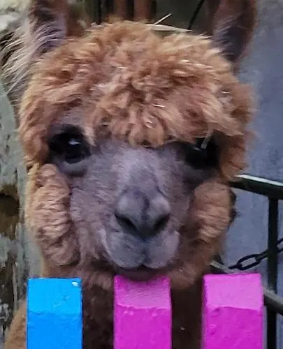 Maerchenhaft Urlauben Auf Dem Alpakahof Apartman