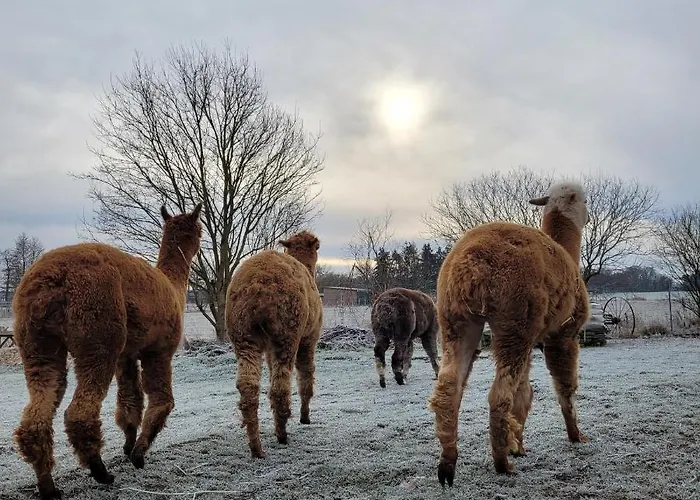 Maerchenhaft Urlauben Auf Dem Alpakahof Apartman *