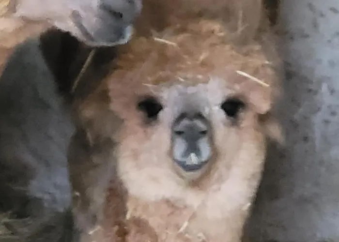 Maerchenhaft Urlauben Auf Dem Alpakahof Apartman Rambow