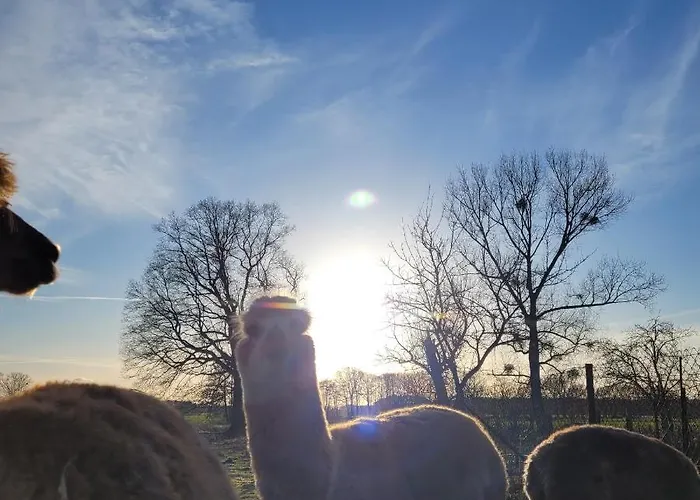 Maerchenhaft Urlauben Auf Dem Alpakahof Rambow