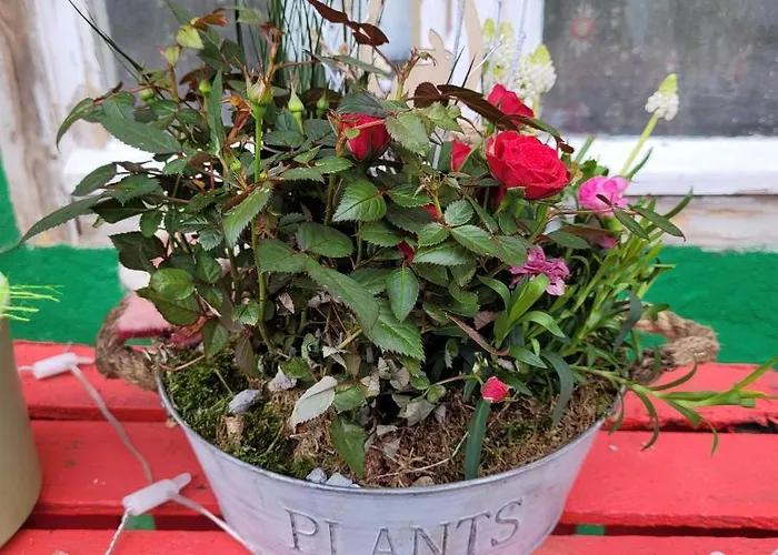 Apartman Maerchenhaft Urlauben Auf Dem Alpakahof Rambow