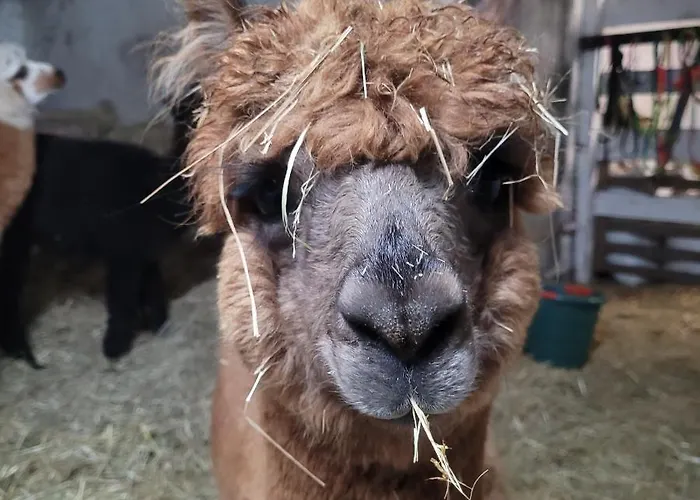 Maerchenhaft Urlauben Auf Dem Alpakahof Rambow