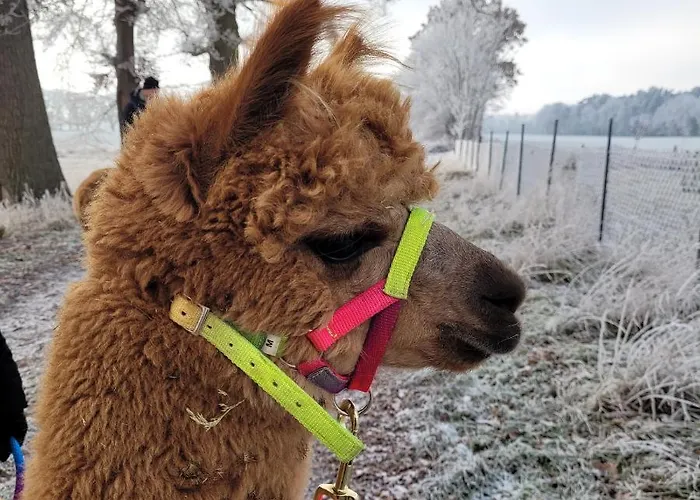 Maerchenhaft Urlauben Auf Dem Alpakahof