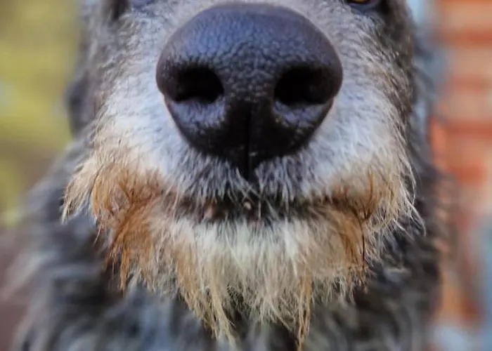 Apartman Maerchenhaft Urlauben Auf Dem Alpakahof *