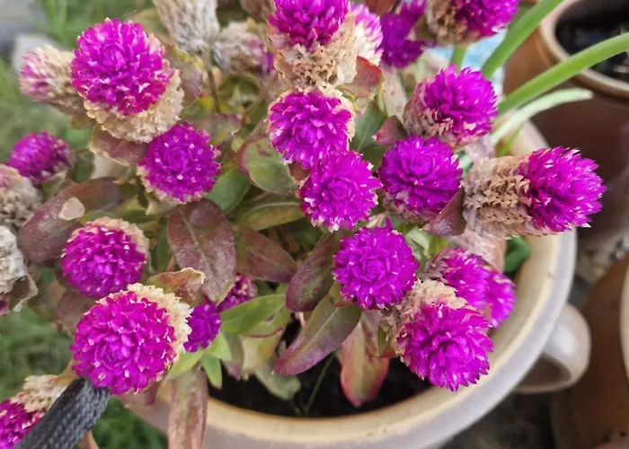 Maerchenhaft Urlauben Auf Dem Alpakahof Rambow