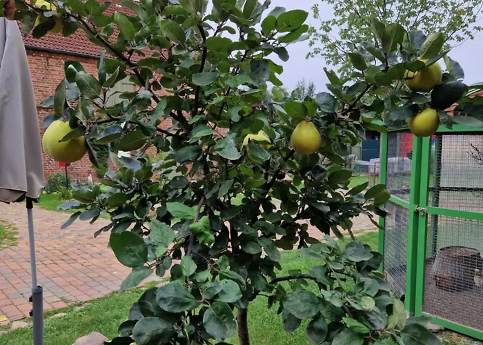 Maerchenhaft Urlauben Auf Dem Alpakahof Apartman