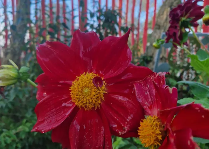 Maerchenhaft Urlauben Auf Dem Alpakahof