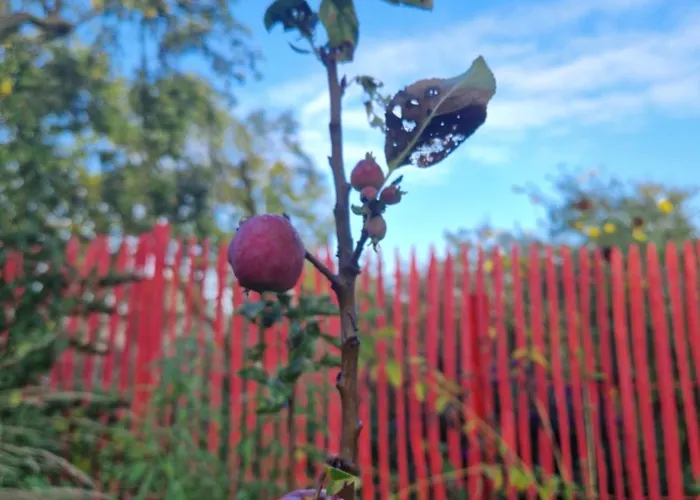 Maerchenhaft Urlauben Auf Dem Alpakahof Apartman *