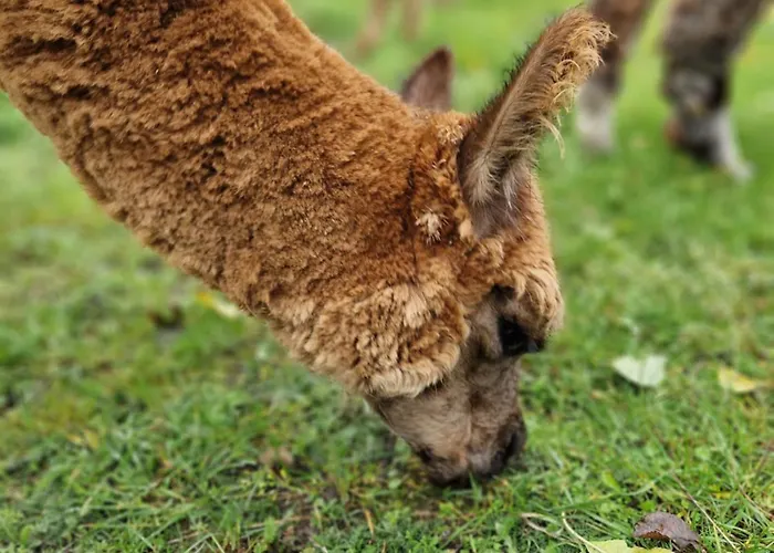 Apartman Maerchenhaft Urlauben Auf Dem Alpakahof