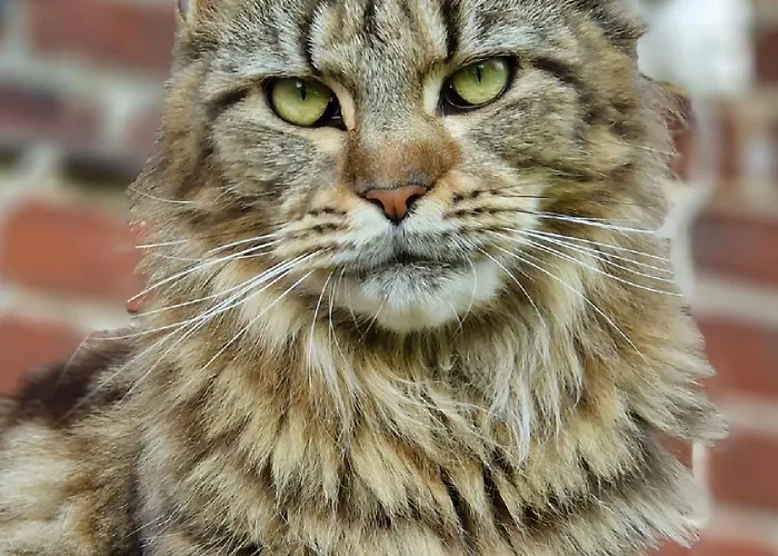 Maerchenhaft Urlauben Auf Dem Alpakahof *