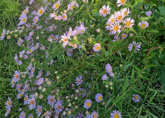 Maerchenhaft Urlauben Auf Dem Alpakahof Apartman *